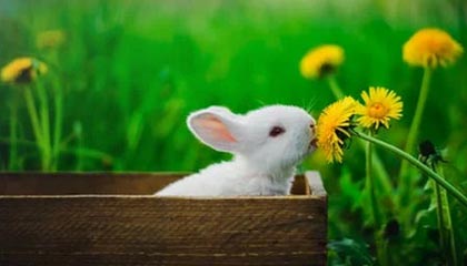 米兰milan|冰雪运动赛事v8.6.5